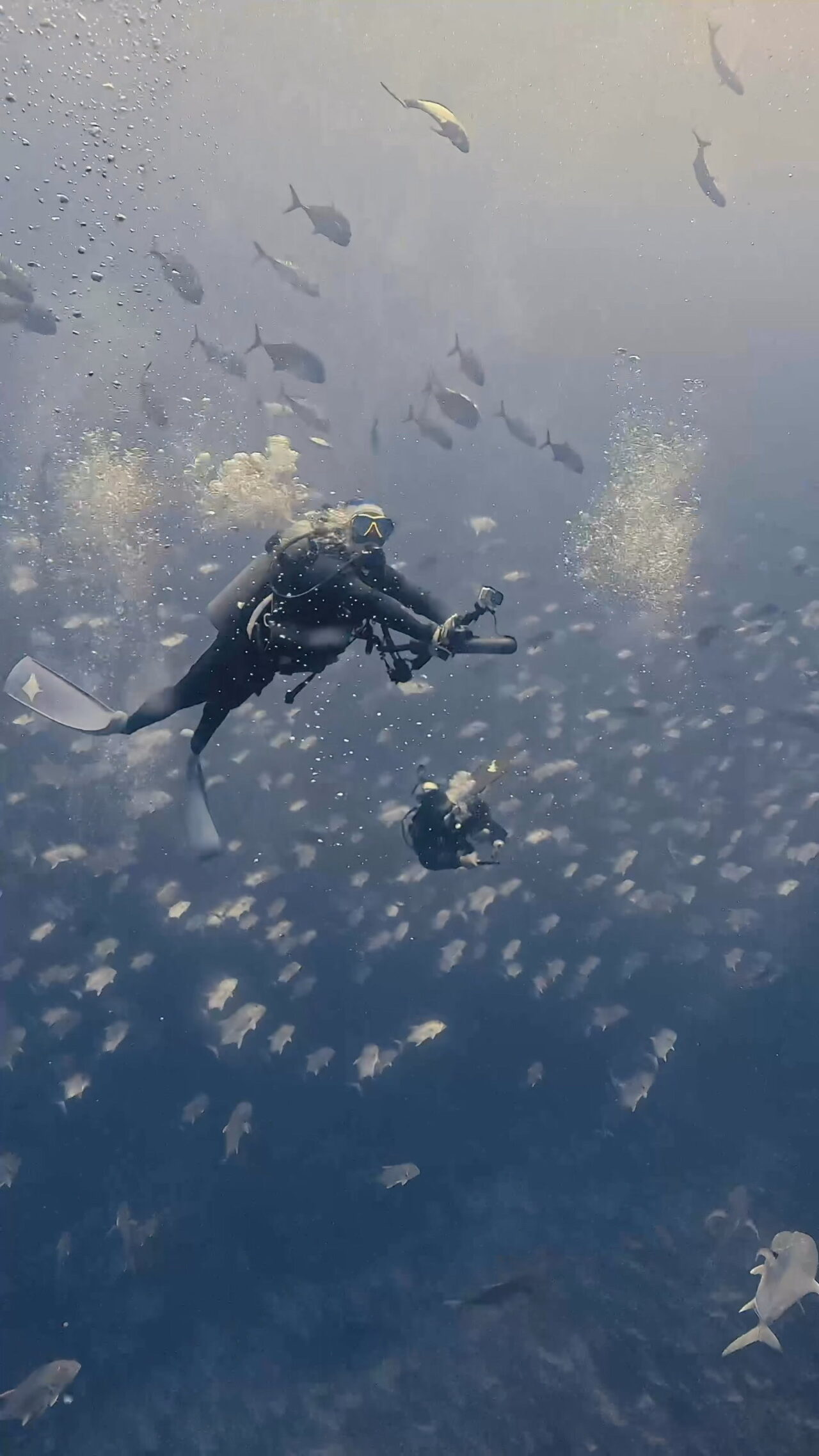 きらきらぐるぐる ペリリューコーナー ペリリューカット ペリリューエキスプレス パラオ ペリリュー島のダイビングショップ｜OMZオムズ