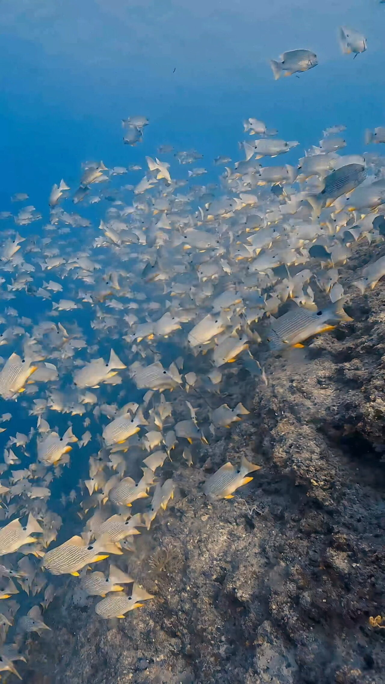 まだまだイレズミフエダイ ペリリューコーナー ペリリューカット ペリリューエキスプレス パラオ ペリリュー島のダイビングショップ｜OMZオムズ
