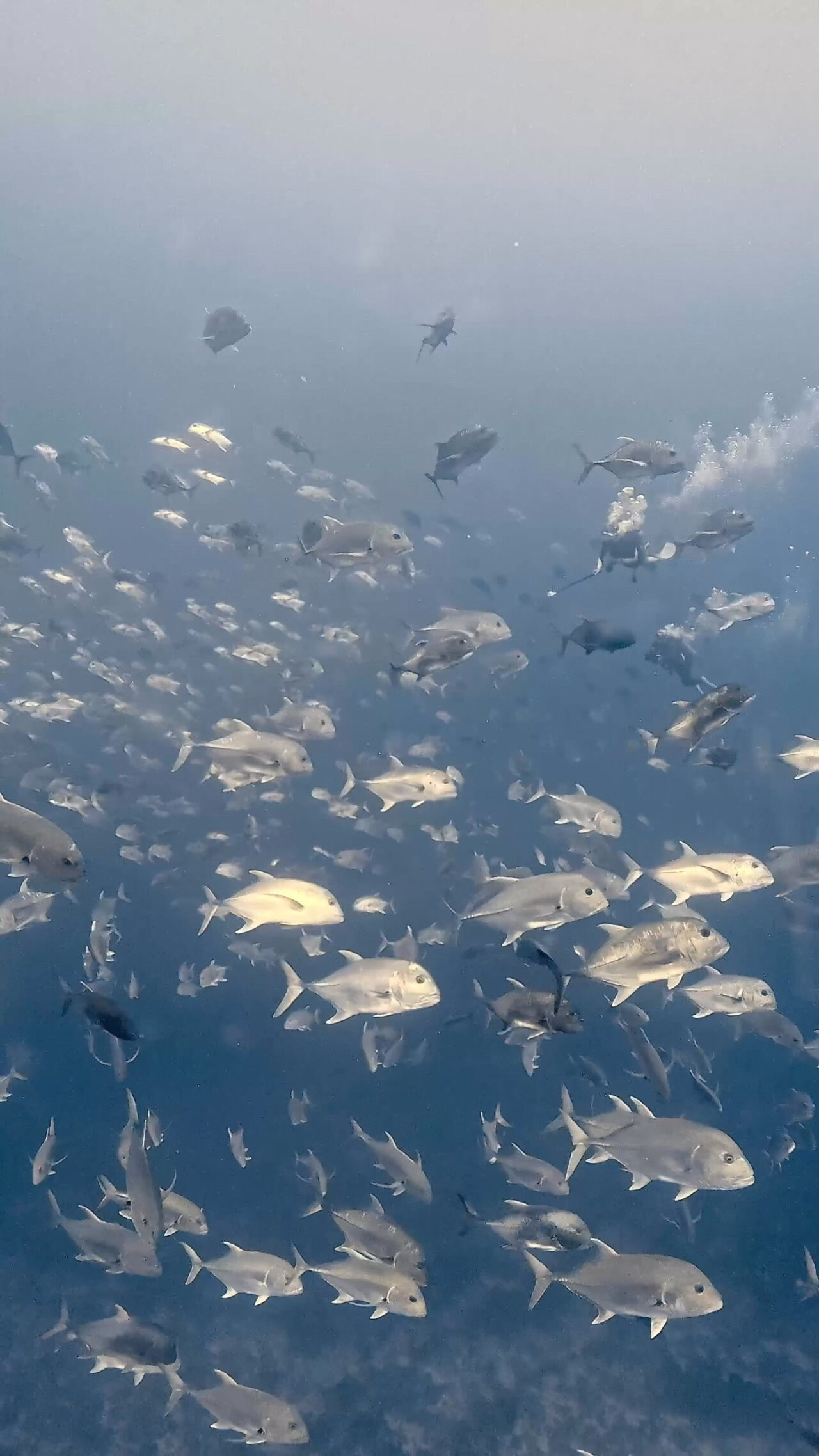 きらきらぐるぐる ペリリューコーナー ペリリューカット ペリリューエキスプレス パラオ ペリリュー島のダイビングショップ｜OMZオムズ