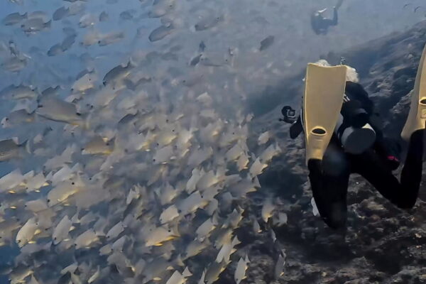 いっぱいイレズミフエダイ