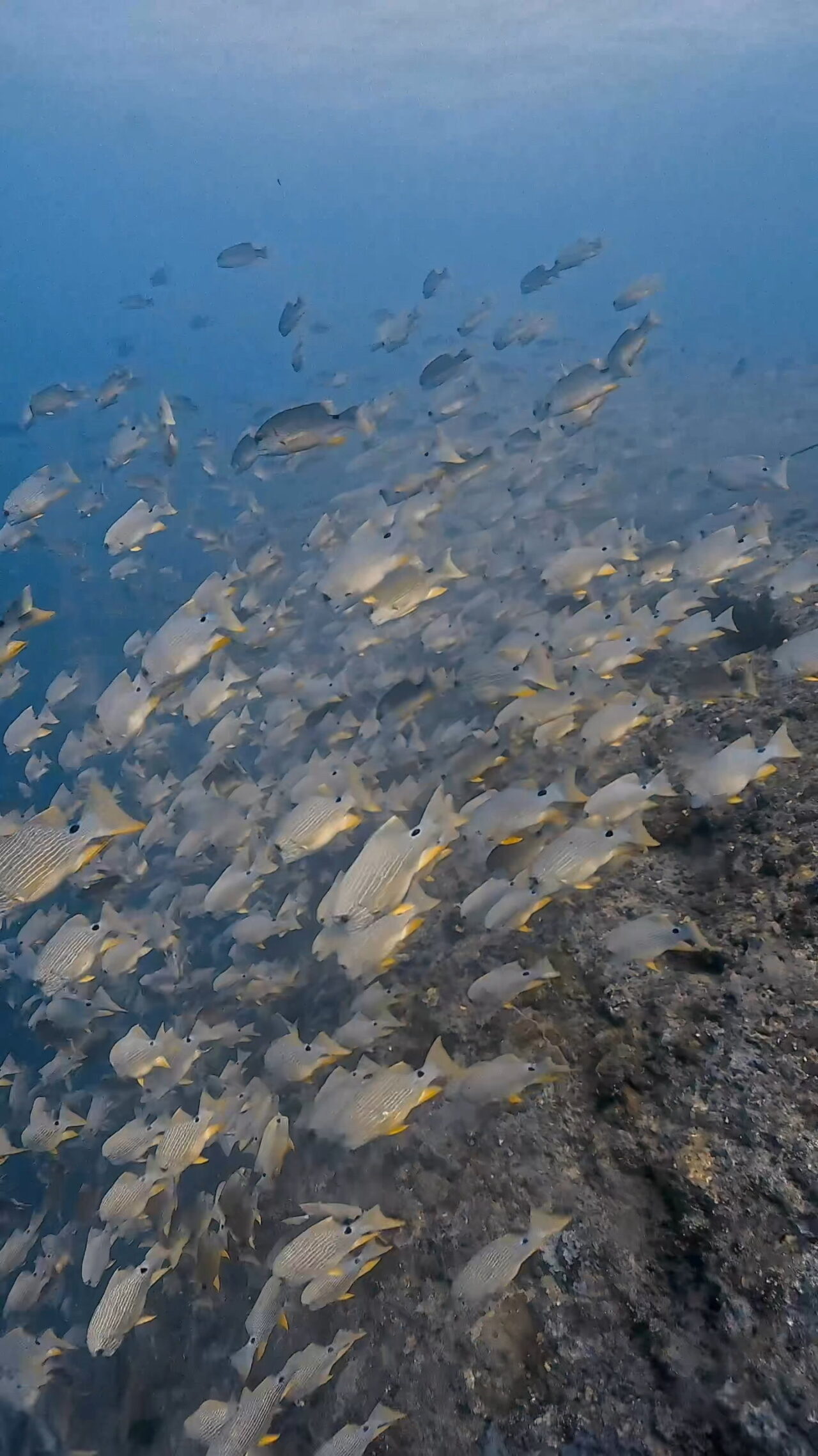 いっぱいイレズミフエダイ ペリリューコーナー ペリリューカット ペリリューエキスプレス オレンジビーチ パラオ ペリリュー島のダイビングショップ|OMZオムズ